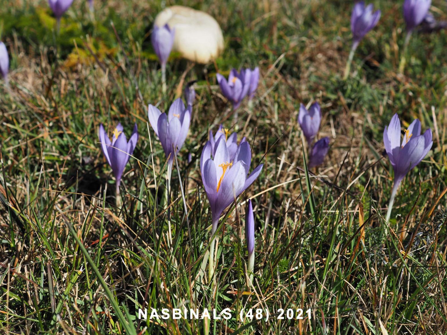 Crocus, Autumn